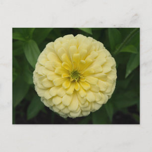 Gelbe Zinnia-Blume Postkarte