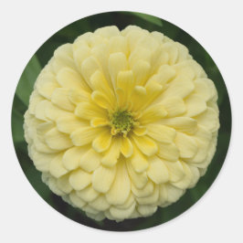 Gelbe Zinnia Blume Rundkleber Runder Aufkleber