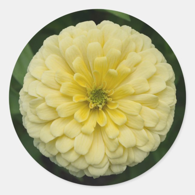 Gelbe Zinnia Blume Rundkleber Runder Aufkleber (Vorderseite)