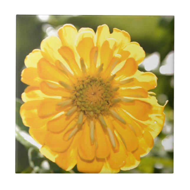 Gelbe Zinnie, Gelbfärbung, gelbe Blume Fliese (Vorderseite)