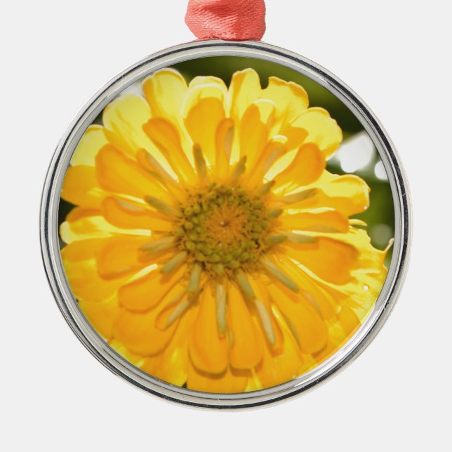 Gelbe Zinnie, Gelbfärbung, gelbe Blume Silbernes Ornament (Vorne)