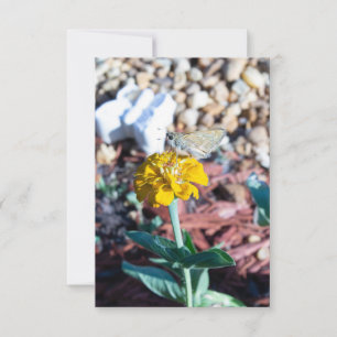 Gelbe Zinnienblüte mit Mottenfotografie Karte