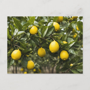 Gelbe Zitronen wachsen an einem Baum Postkarte