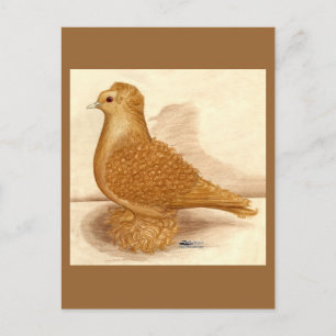 Gelbe Zwergtaube Postkarte