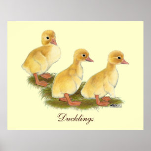 Gelben Entenküken Poster
