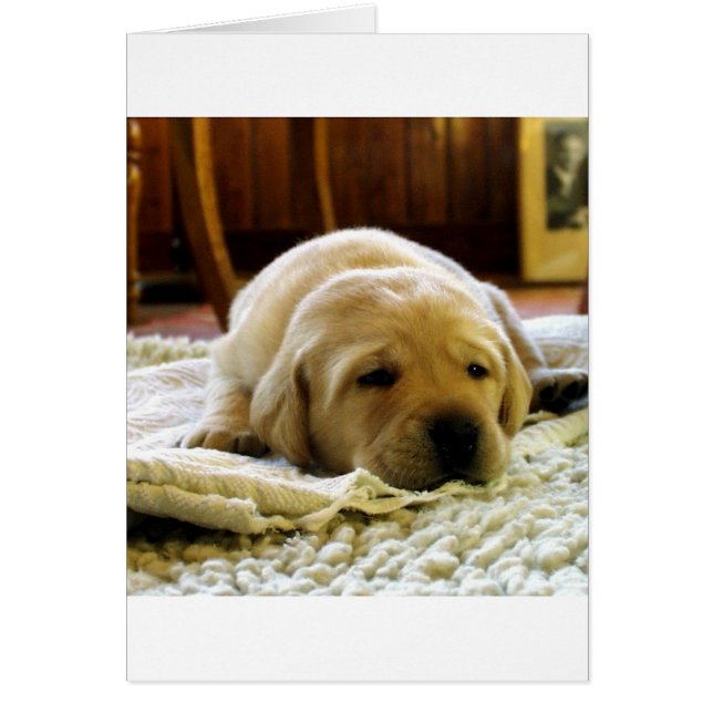 Gelber 2-Labrador-Welpe (Vorne)