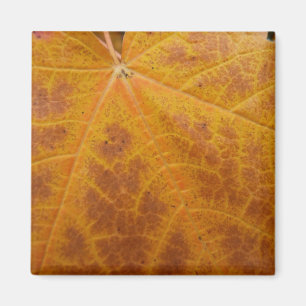 Gelber Ahornblatt Herbst Abstrakt Natur Magnet