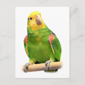 Gelber Amazon Postkarte