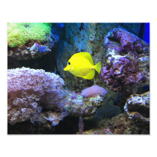 Gelber Angelfish Fotodruck
