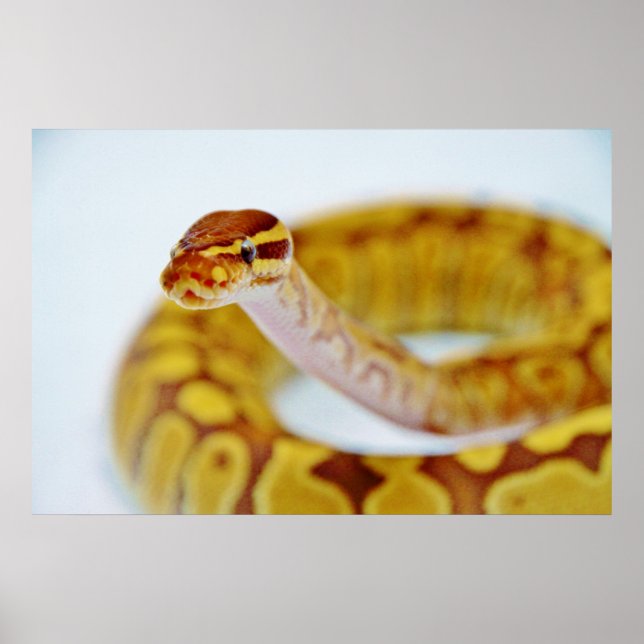 Gelber Ball Python Head Poster (Vorne)