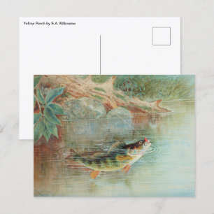Gelber Barsch von S.A. Kilbourne, Vintage Fisch Postkarte