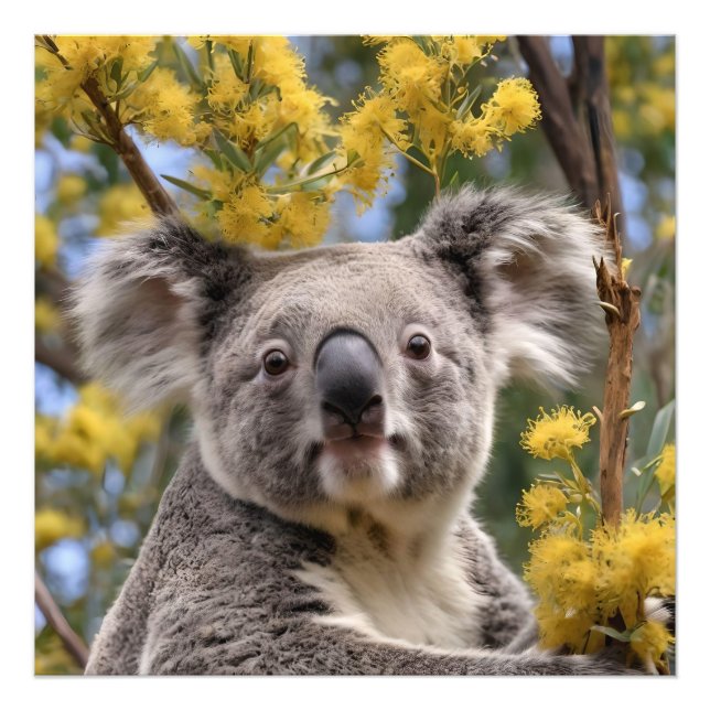 gelber, blühender Wattbaum mit Koala, Fotodruck (Vorne)