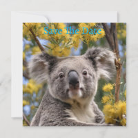 gelber, blühender Wattbaum mit Koala,