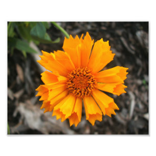 Gelber Blumen-Druck Fotodruck