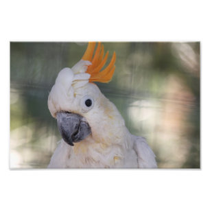 Gelber Cockatoo mit Haube - Druck