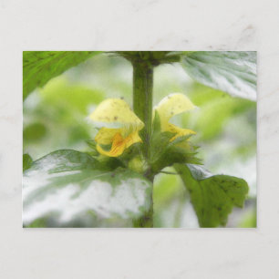 Gelber Erzengel - Lamium galeobdolon Postkarte