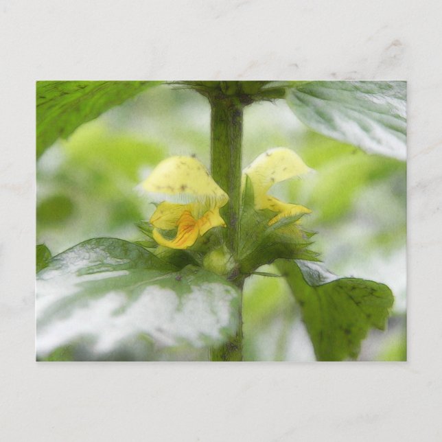 Gelber Erzengel - Lamium galeobdolon Postkarte (Vorderseite)