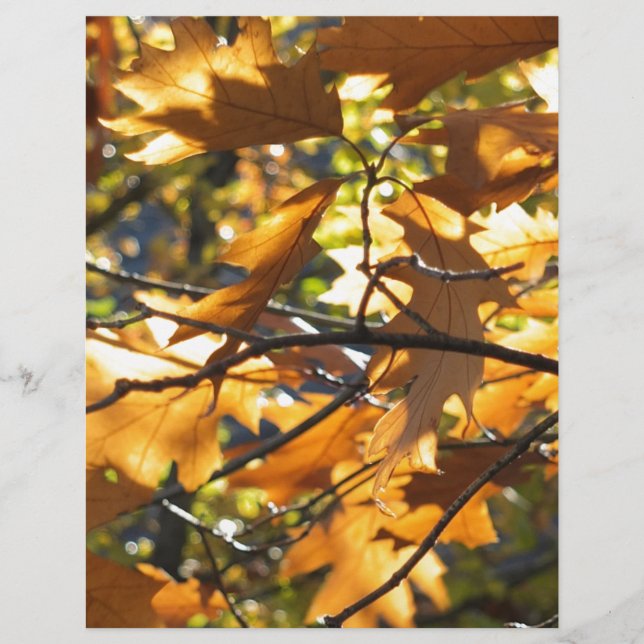 Gelber Fall (Vorderseite)