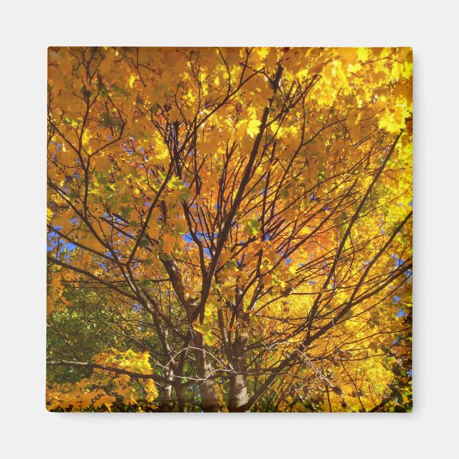 Gelber Fall Foliage Magnet (Vorne)