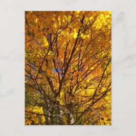 Gelber Fall Foliage Postkarte