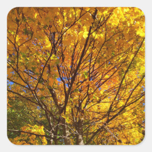 Gelber Fall Foliage Quadratischer Aufkleber