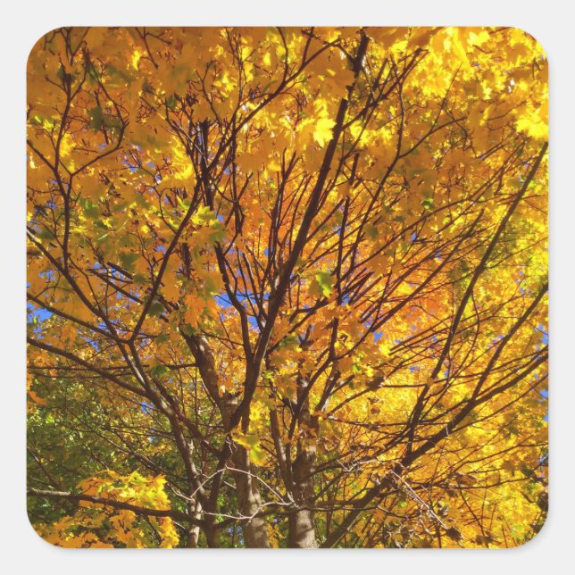 Gelber Fall Foliage Quadratischer Aufkleber (Vorderseite)
