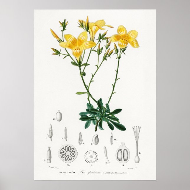 Gelber Flachs (Linum glandulosum) Poster (Vorne)