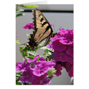 Gelber Frack-Schmetterling u. lila Blumen