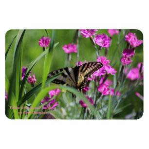 Gelber Frack-Schmetterling und rosa Dianthus Magnet