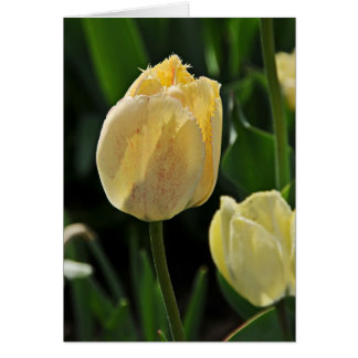 Gelber Fringer Tulip