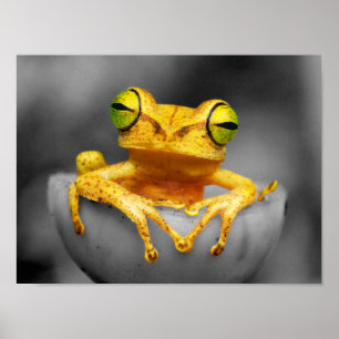 Gelber Frosch Poster