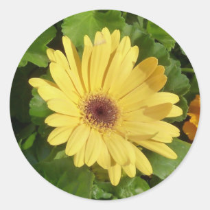 Gelber Gerber Gänseblümchen-Aufkleber Runder Aufkleber