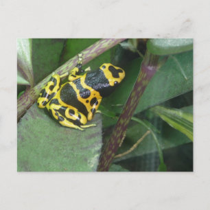 Gelber Gift-Arrow-Frosch Postkarte