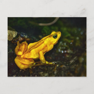 Gelber Goldener Giftfrosch Postkarte