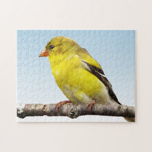 Gelber Goldfinch-Vogel auf blauem Puzzlespiel Puzzle
