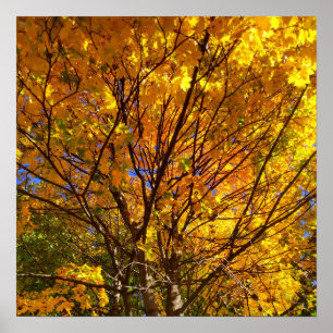 Gelber Herbstlaub Poster