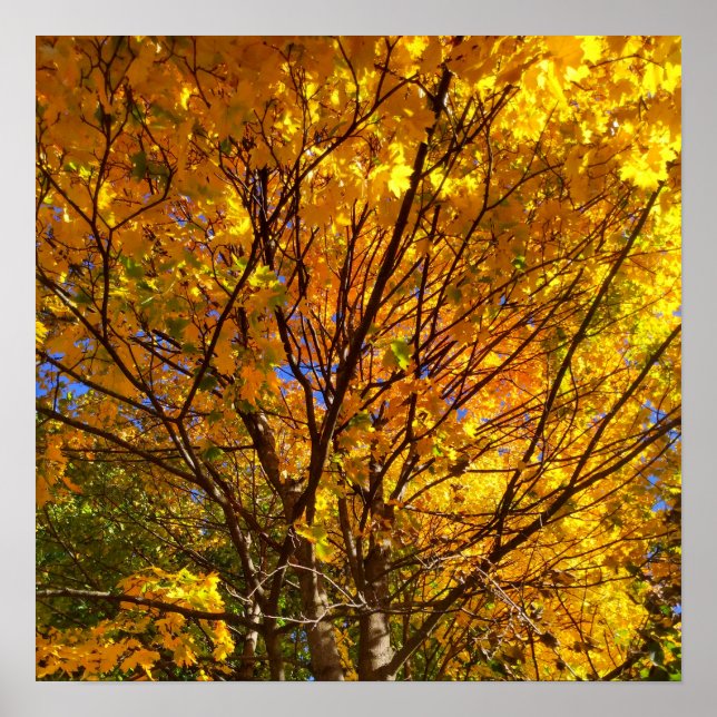 Gelber Herbstlaub Poster (Vorne)