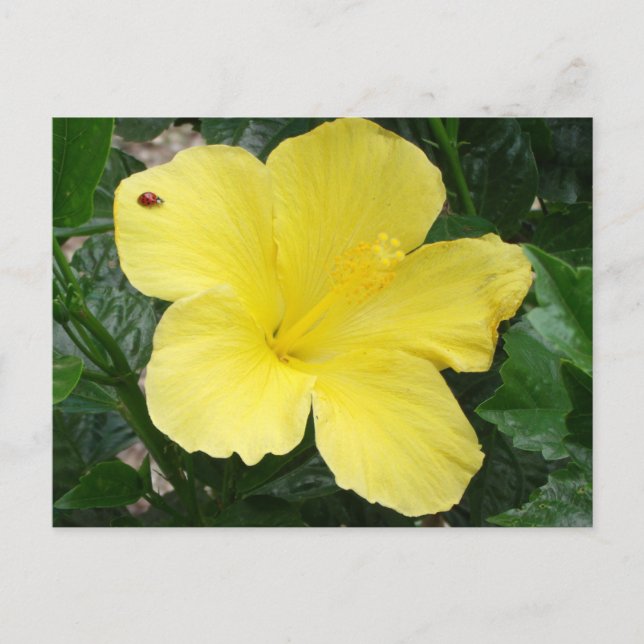 Gelber Hibiskus Blume Postkarte (Vorderseite)