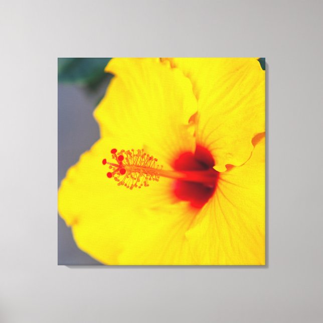 Gelber Hibiskus Leinwanddruck (Vorderseite)