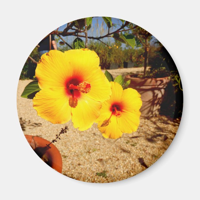 Gelber Hibiskus Magnet (Vorne)