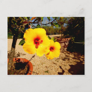 Gelber Hibiskus Postkarte