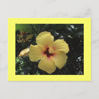 Gelber Hibiskus Postkarte