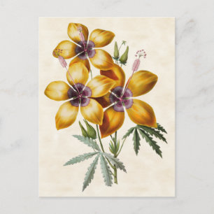Gelber Hibiskus Vintage-Botanik Postkarte