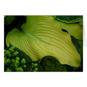 Gelber Hosta