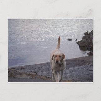 Gelber Hund auf Dock Gelbes Labrador Retriever Postkarte