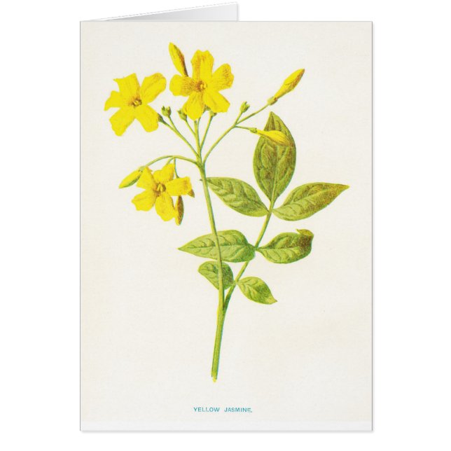 Gelber Jasmin-Vintage botanische Illustration (Vorne)