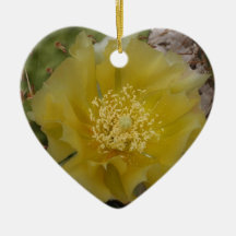 Gelber Kaktus in Blüte