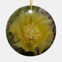 Gelber Kaktus in Blüte