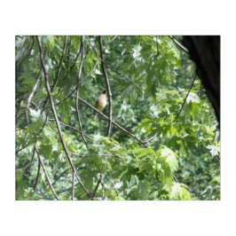 Gelber Kardinal Acryl Wandkunst