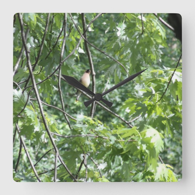 Gelber Kardinal Quadratische Wanduhr (Vorderseite)